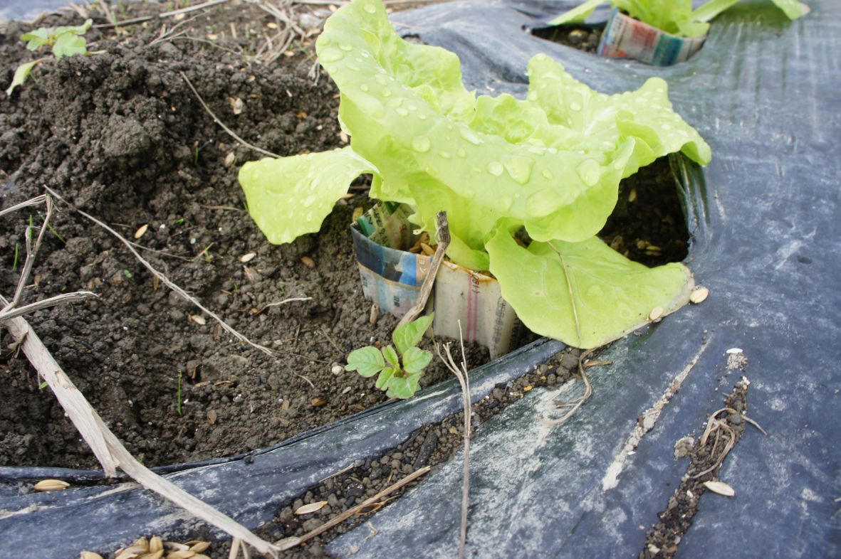 Lettuce sapling covered with newspaper